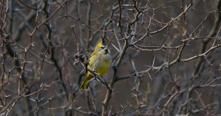 El Cardenal Amarillo- Un tesoro pampeano en peligro de extincioacuten