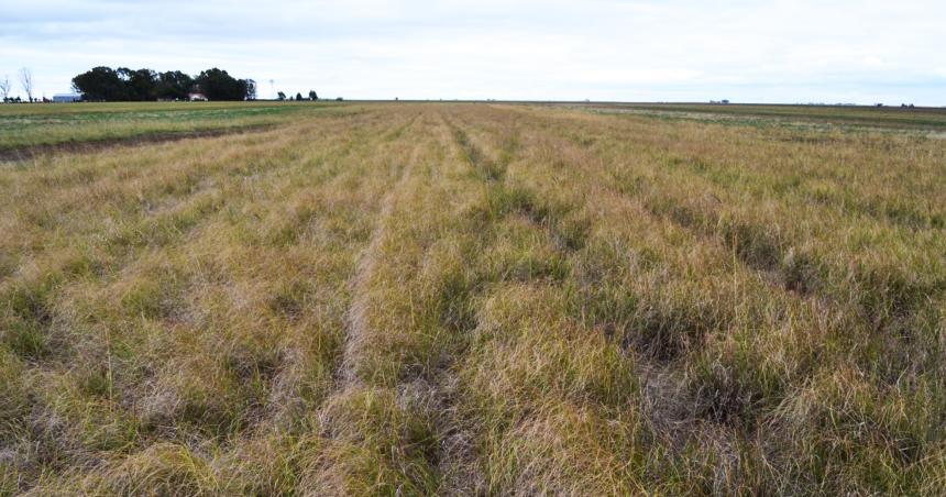 Establecimiento y manejo del pasto lloroacuten durante el primer antildeo