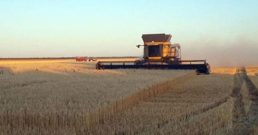 iquestFuerte merma productiva para el trigo pampeano