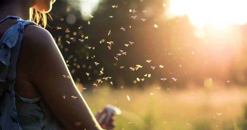 Repelentes naturales de mosquitos para usar en casa