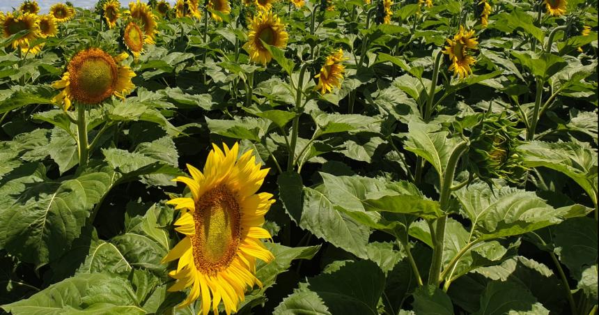 El precio del girasol impulsa una ola de siembra de segunda