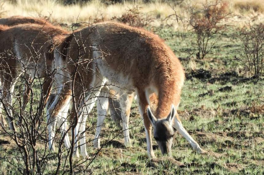 El guanaco especie nativa de La Pampa