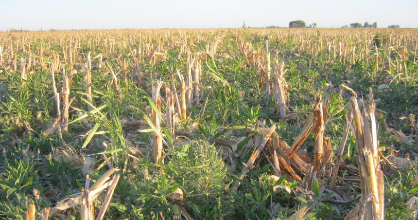 iquestCultivo de segunda o barbecho largo Coacutemo decidir en un antildeo Nintildea