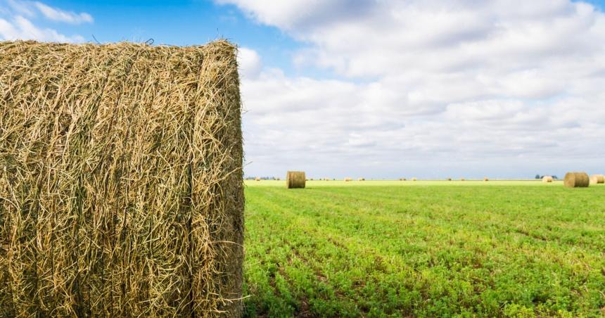 El arte de conservar forraje- clave para una ganaderiacutea eficiente