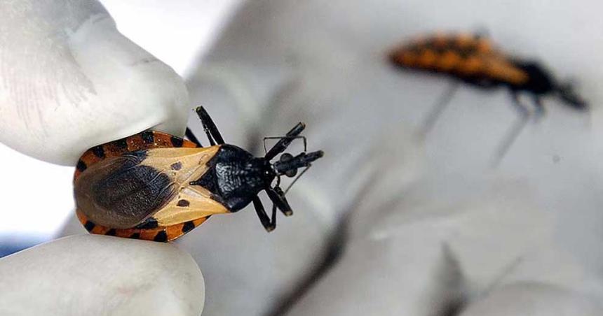 Un medicamento contra el caacutencer podriacutea ayudar a tratar la fase croacutenica del Chagas